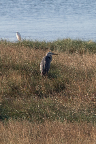 Grey Heron