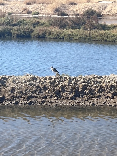 Black-tailed Godwit