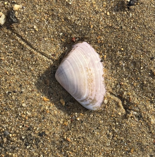 Donax deltoides, 2026-10-15