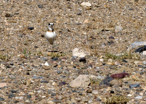 iNaturalist image