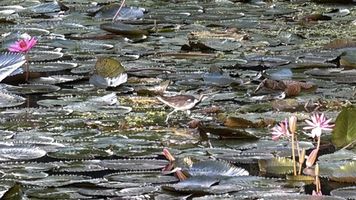 Pheasant-tailed Jacana
