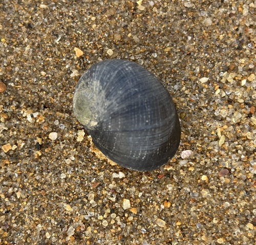 Nerita lineata observed 2026-10-15