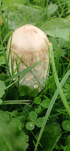 Shaggy Mane