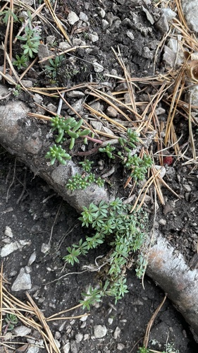 white stonecrop