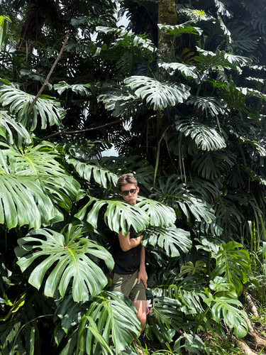 Monstera deliciosa observed 2026-10-13