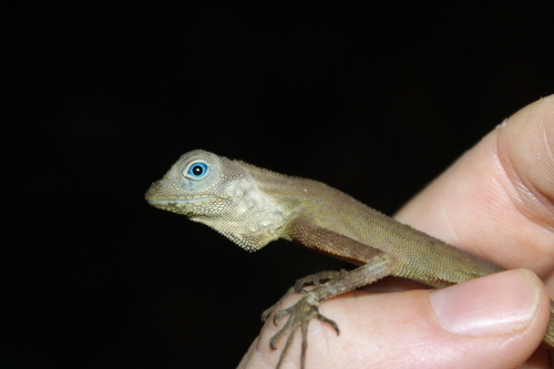 Aphaniotis fusca observed 2026-10-09