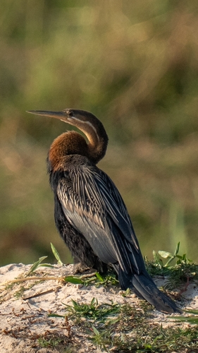 iNaturalist image