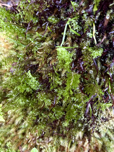 Hymenophyllum recurvum observed 2026-10-11