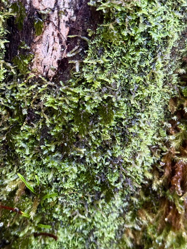 Homaliodendron flabellatum observed 2026-10-11
