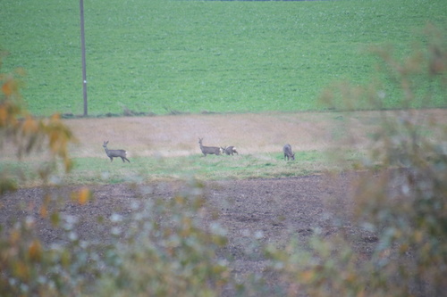 Western Roe Deer