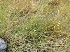 Eleocharis geniculata