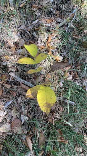 Persian walnut