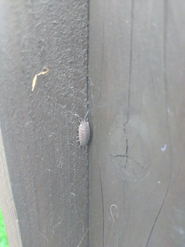Common Rough Woodlouse