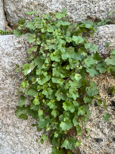 Ivy-leaved toadflax