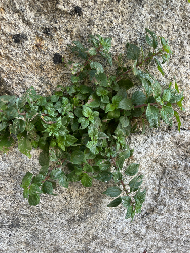 pellitory-of-the-wall