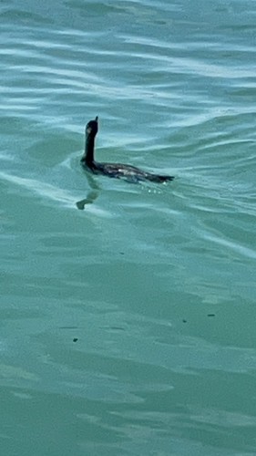 European Shag