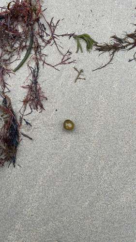 Colpomenia observed 2026-10-15