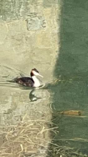Great Crested Grebe