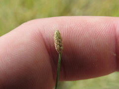 Eleocharis geniculata