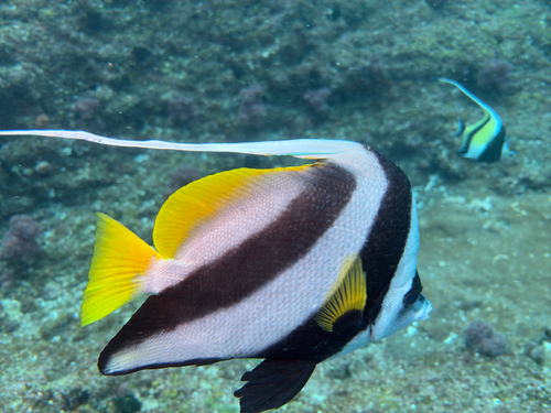 Heniochus acuminatus observed 2026-10-15