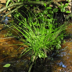 Carex seorsa