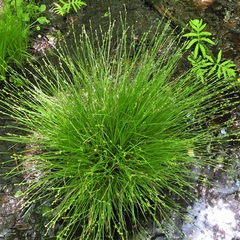 Carex canescens