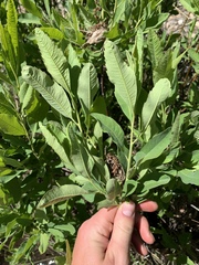 Myrica hartwegii