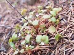 Claytonia rubra