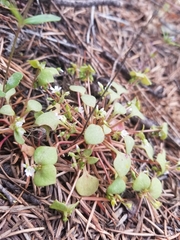 Claytonia rubra