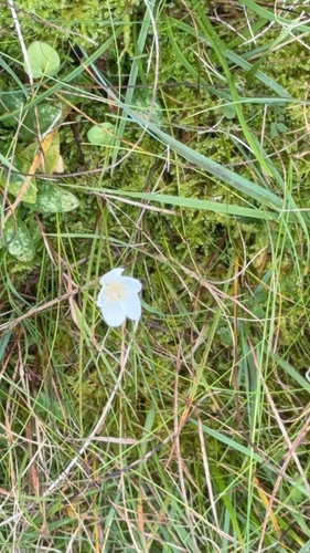 marsh grass-of-Parnassus