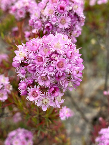 Verticordia plumosa observed 2026-10-14