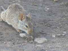 Arvicanthis niloticus