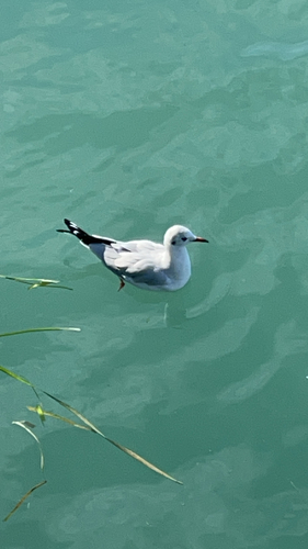 Black-headed Gull