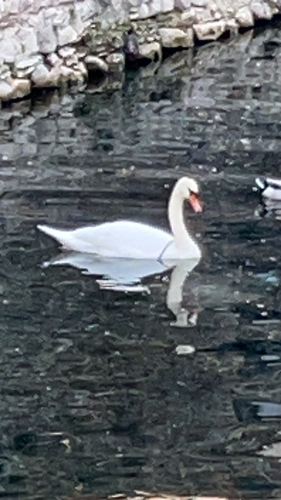 Mute Swan