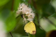 Eurema simulatrix