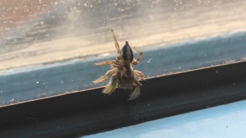 Habronattus viridipes photo 3