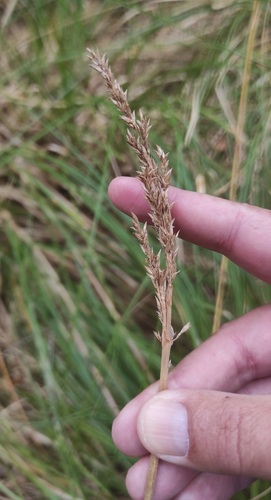 Carex paniculata observed 2026-09-29