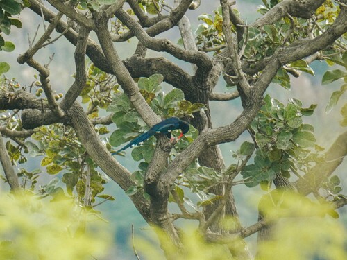 iNaturalist image