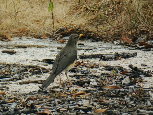 iNaturalist image