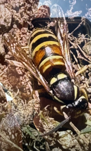 Red-banded Yellowjacket