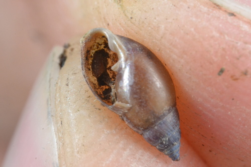 Pythia observed 2026-10-14