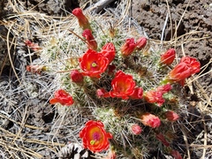 Echinocereus