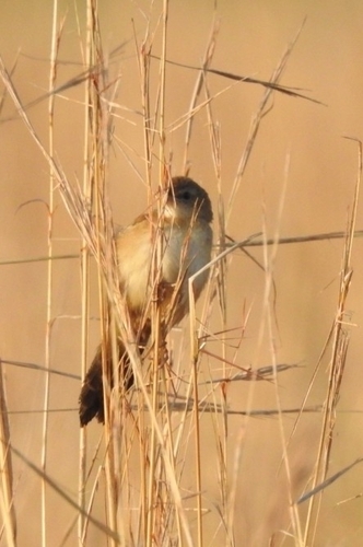 iNaturalist image