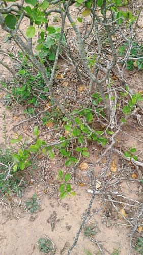 Cynophalla retusa observed 2026-10-13