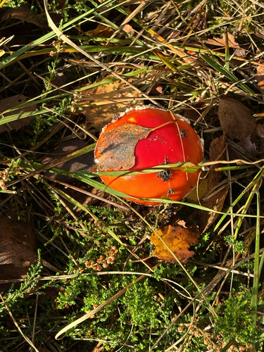 Fly Agaric