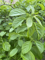 Celastrus orbiculatus