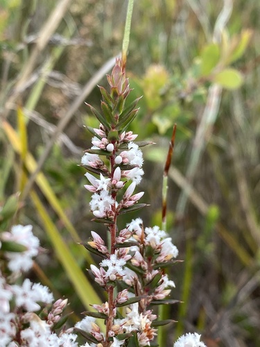 Leucopogon obovatus, 2026-10-15