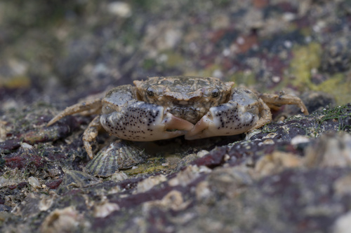 Benthopanope eucratoides observed 2026-10-14