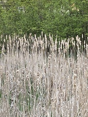 Typha