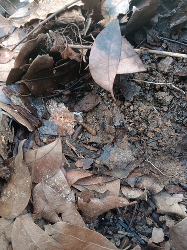 Subulina observed 2026-10-14